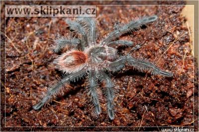 Grammostola-actaeon