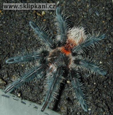 Grammostola_actaeon