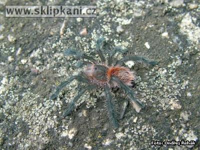 Grammostola_actaeon