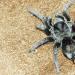 Grammostola alticeps