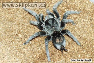 Grammostola-alticeps