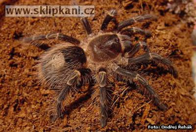 Grammostola_aureostriata