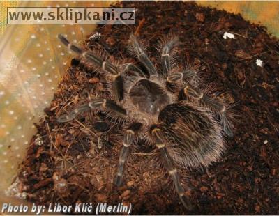 Grammostola-aureostriata