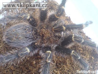 Grammostola_aureostriata