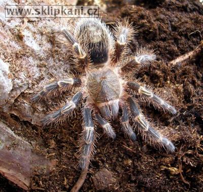 Grammostola_aureostriata