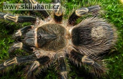 Grammostola-aureostriata