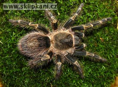 Grammostola_aureostriata