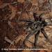 Grammostola chalcothrix