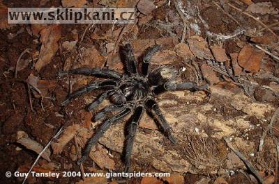 Grammostola-chalcothrix