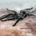 Grammostola grossa