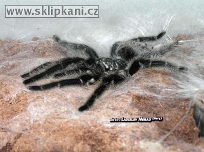 Grammostola_grossa