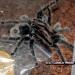 Grammostola grossa