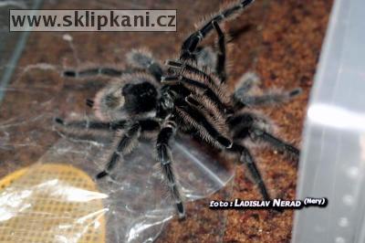 Grammostola_grossa