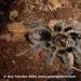 Grammostola grossa