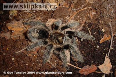 Grammostola-grossa