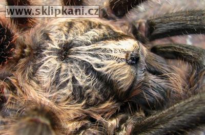 Grammostola-grossa