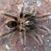 Grammostola grossa