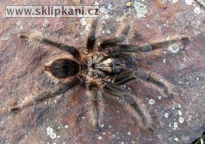 Grammostola-grossa