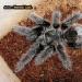 Grammostola grossa