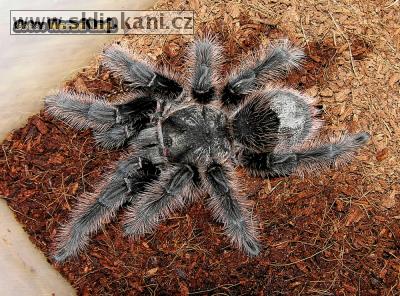 Grammostola-grossa