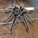 Grammostola grossa