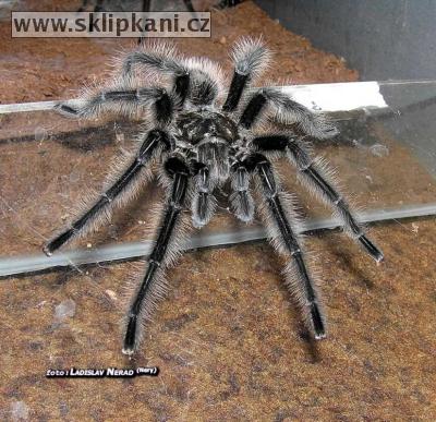 Grammostola-grossa