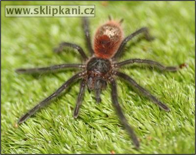 Grammostola_iheringi