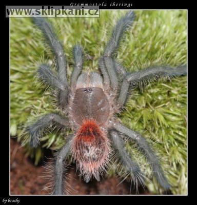 Grammostola-iheringi