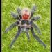 Grammostola iheringi