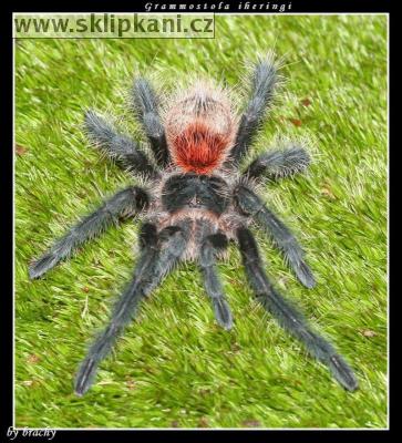 Grammostola-iheringi