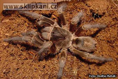 Grammostola-mendozae