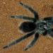 Grammostola mollicoma