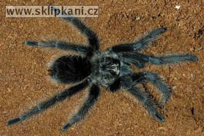 Grammostola-mollicoma