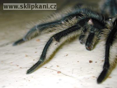 Grammostola-mollicoma