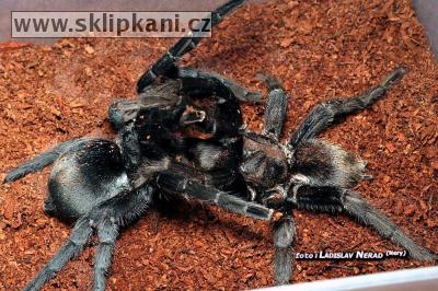 Grammostola_pulchra