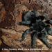 Grammostola pulchra