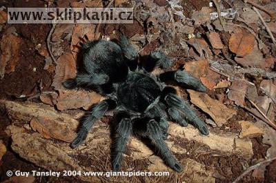 Grammostola_pulchra