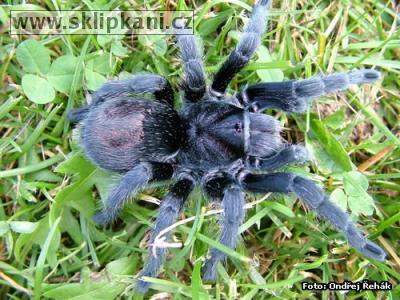 Grammostola_pulchra