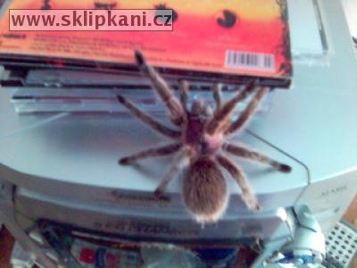 Grammostola_rosea