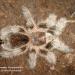 Grammostola rosea