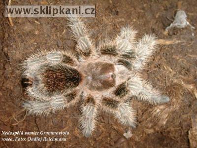 Grammostola-rosea