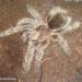 Grammostola rosea