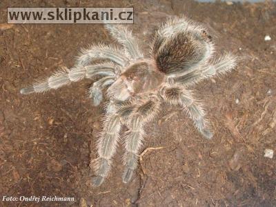 Grammostola_rosea