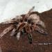 Grammostola rosea