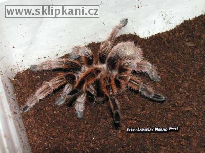 Grammostola_rosea