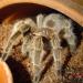 Grammostola rosea