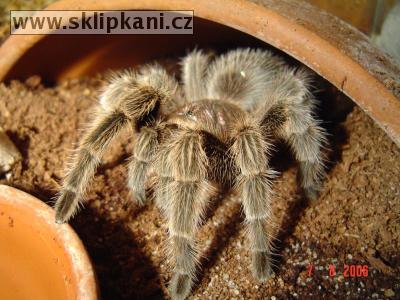 Grammostola-rosea