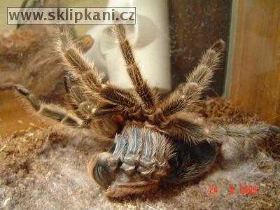 Grammostola-rosea