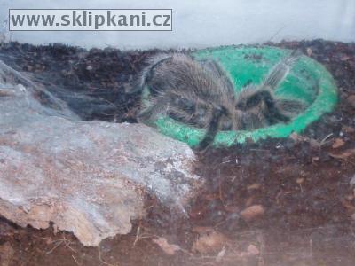 Grammostola_rosea