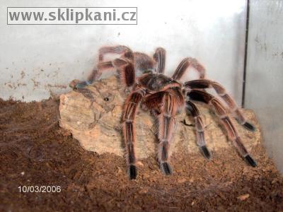 Grammostola-rosea